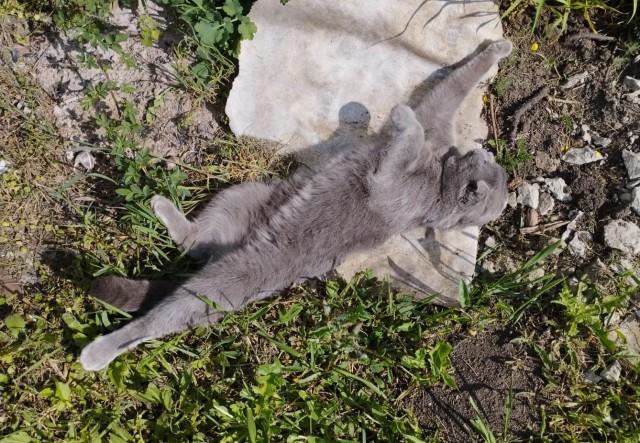 К котовторнику. Пришел жить