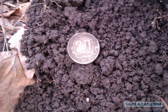 Находки в обычном парке