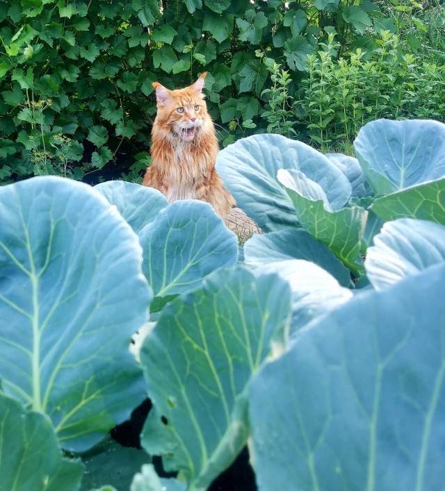 Коты деревенской породы