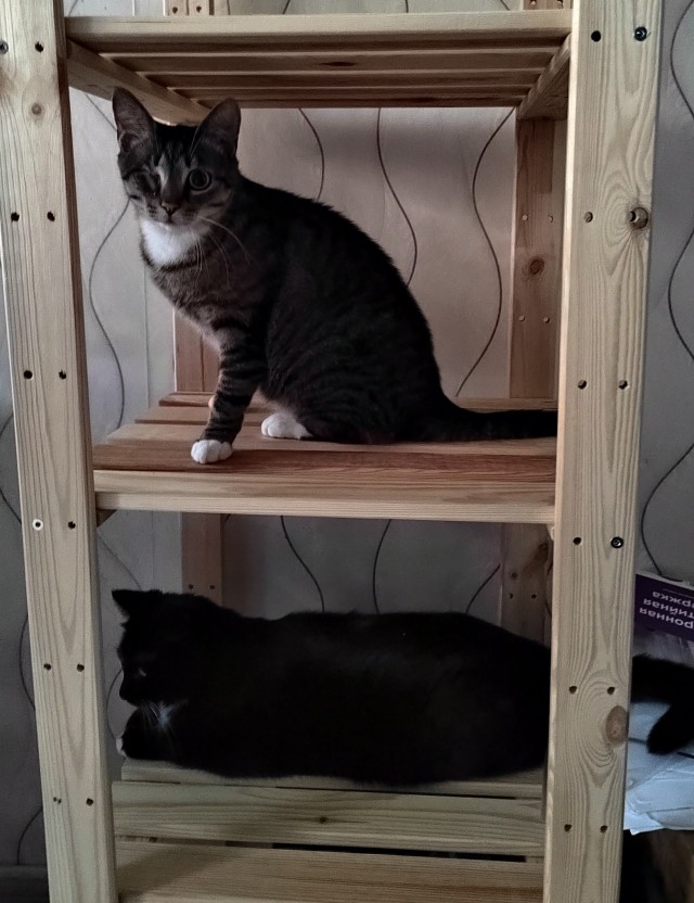 Котовторник!