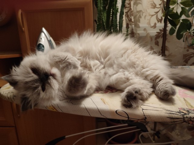 Жизнь с котом в одной картинке