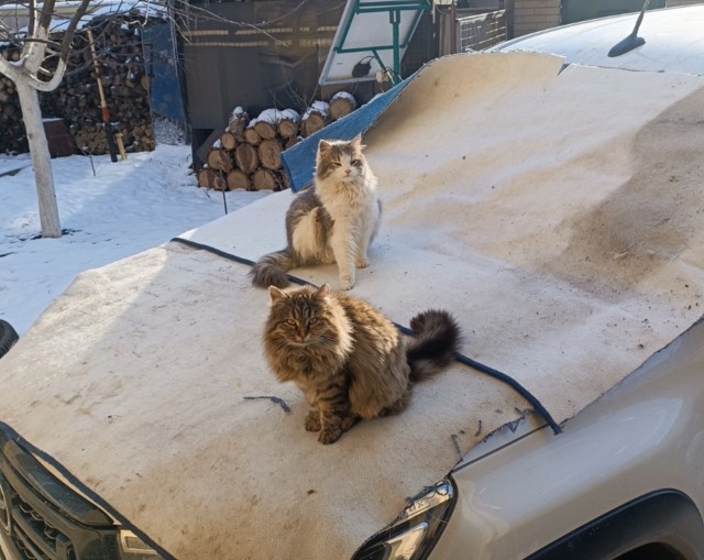 А где котики, сегодня же вторник!