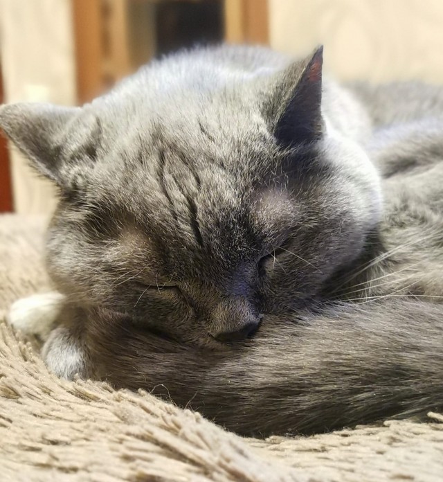 Спящий кот