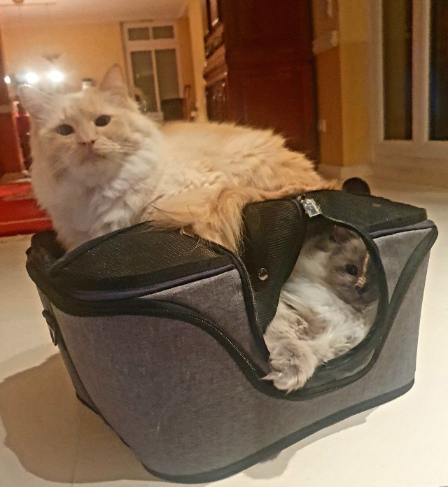 Нефотогеничный кот