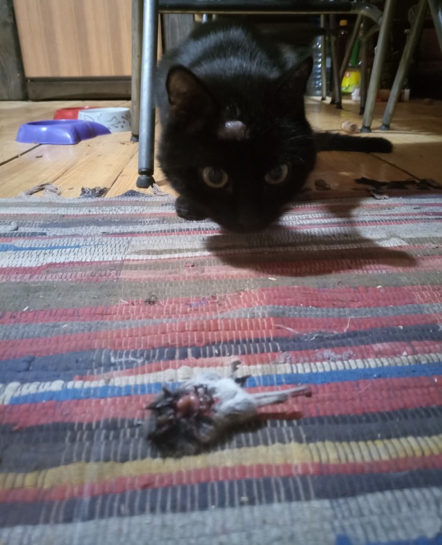Кошачий подарок