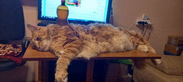 Когда кот смотрит в окно и не реагирует — это знак, который нельзя игнорировать