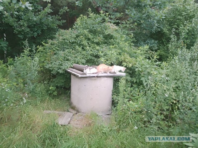 Жизнь домашнего приюта для котеек 552