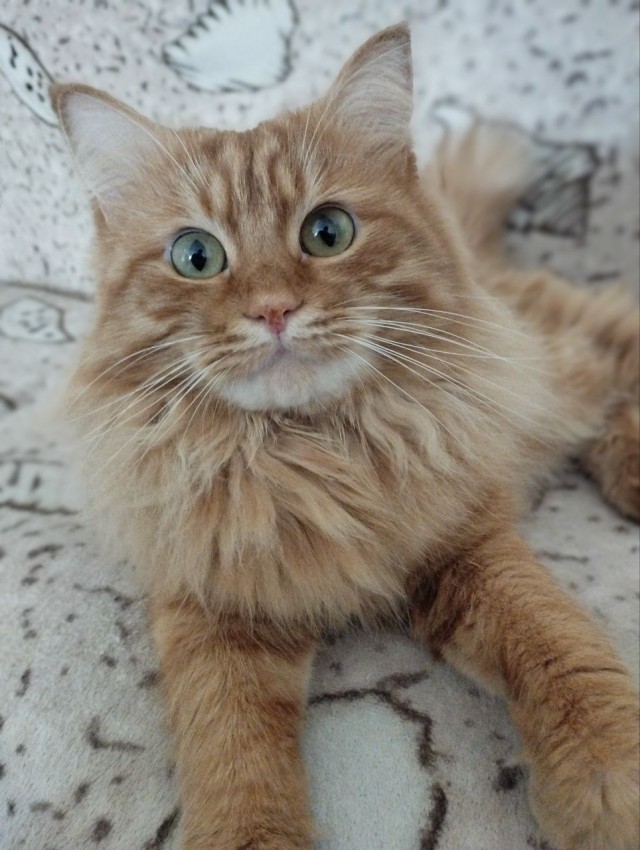 Котовторник.Наши модели