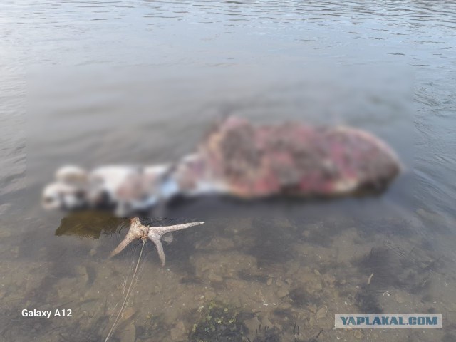 Туша лося загадочно исчезла из реки Дон в Воронежской области