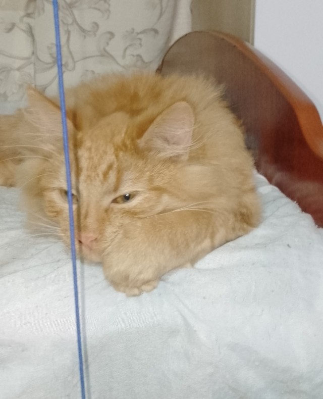 Котовторник 11.11