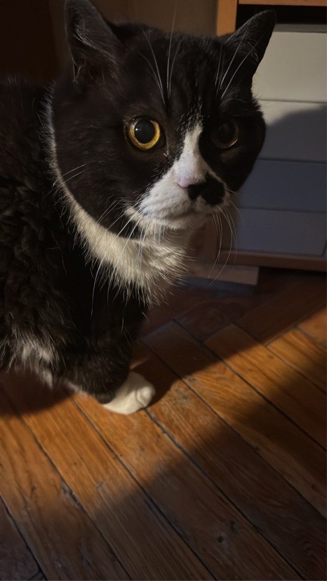 Чёрный котовторник