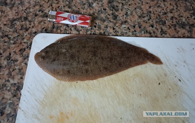 Дни рыбалки в Марокко. Часть 3