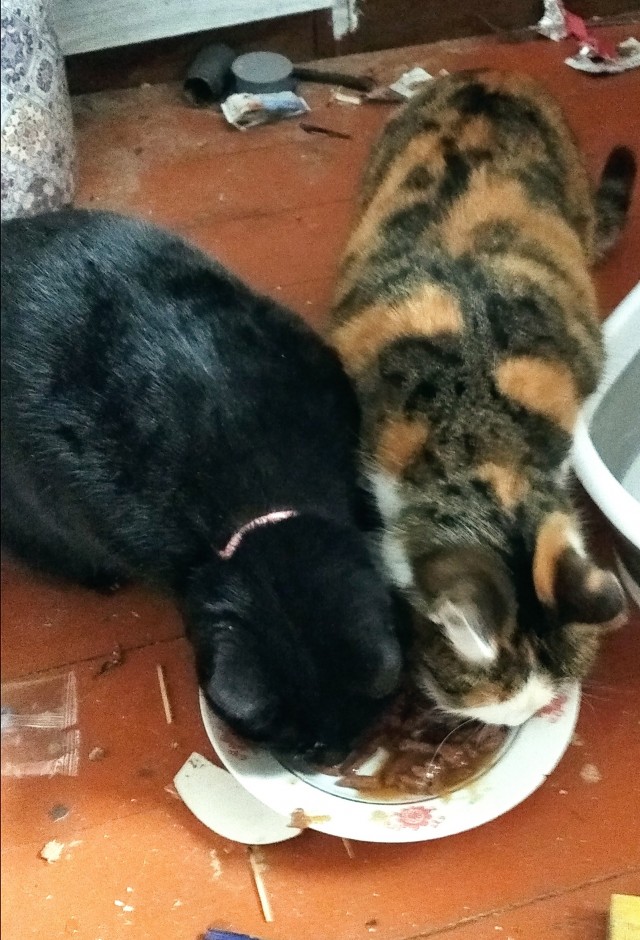 Котовторник же!