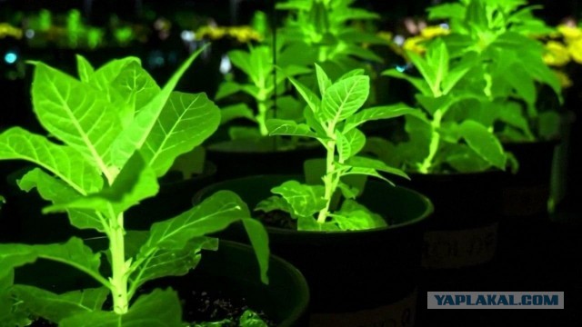 Китайцы создали суккуленты