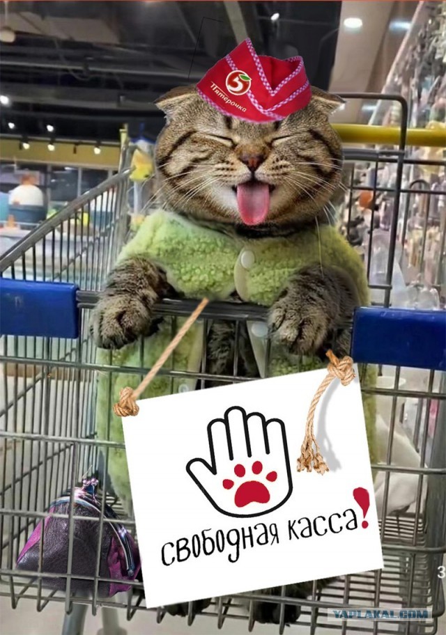 Фотожаба: Грустный котик