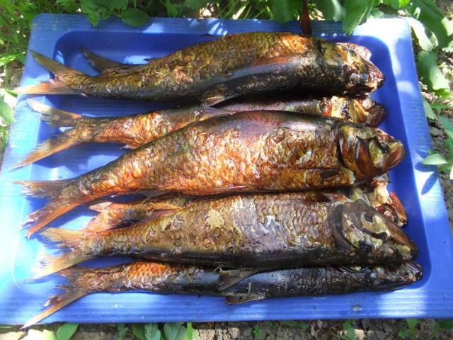 Ловля гигантской селедки