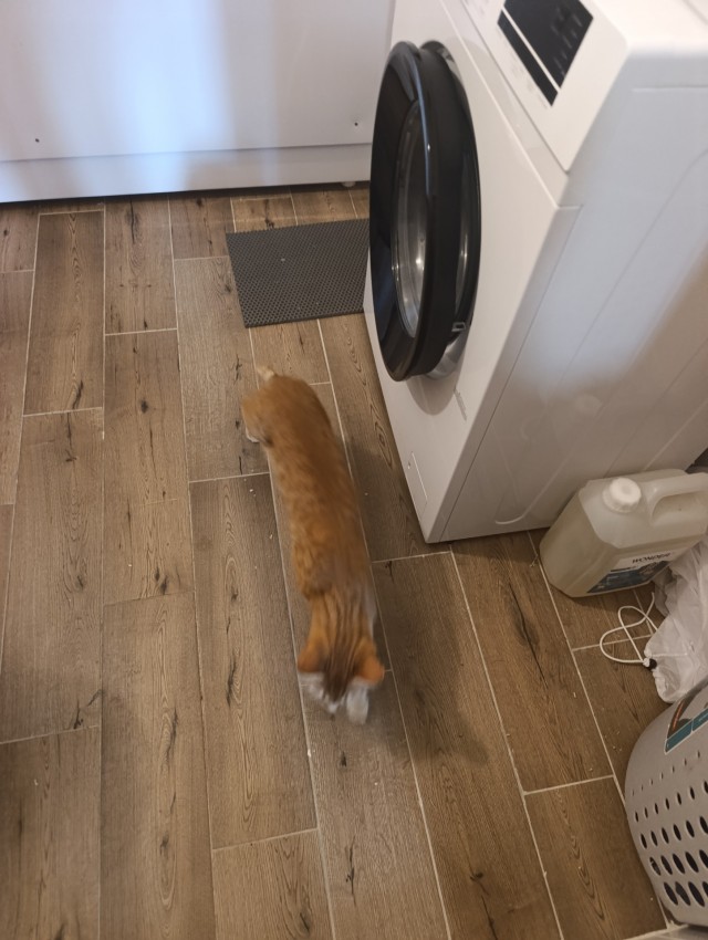 Пристраиваю котэ