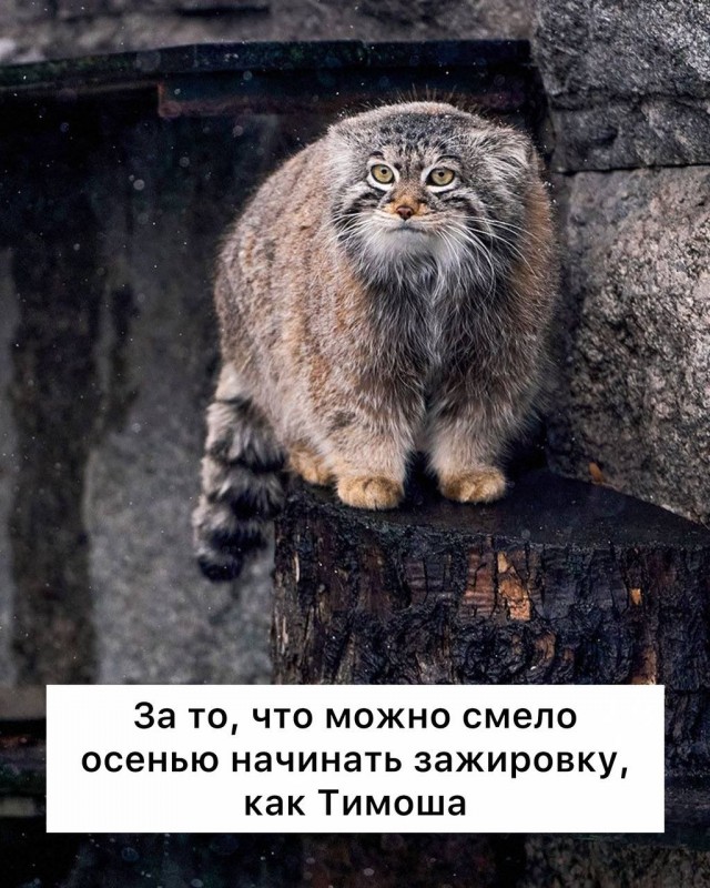 А за что еще любят Москву