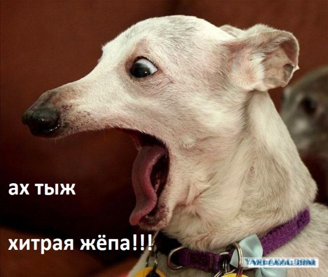 Попался!