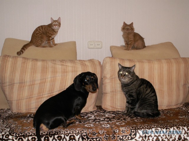 Котовторник 8.10.2013