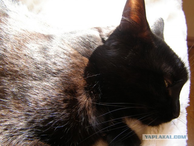 Котовторник 09.09.2014