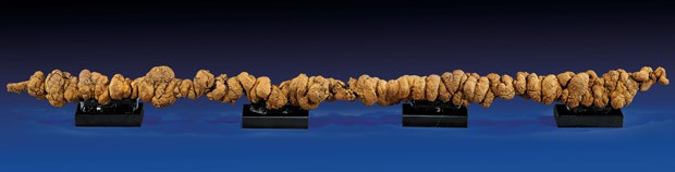 Самая длинная какашка в истории обнаружена в США