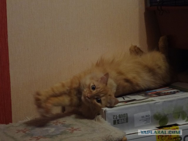 Котовторник 23.09.2014.