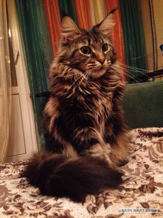 Котовторник 28.10.2014