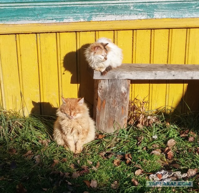 Котовторник 11.11.2014