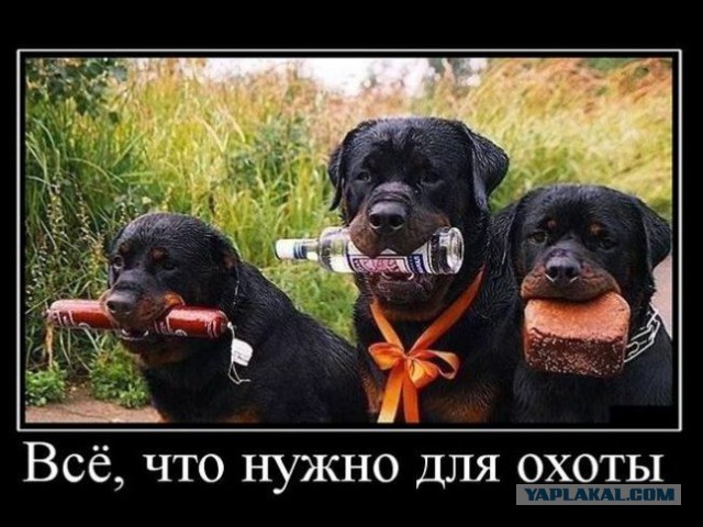 Картинки