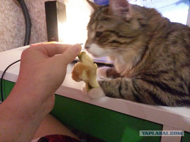 Котовторник
