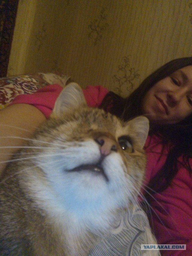 Котовторник