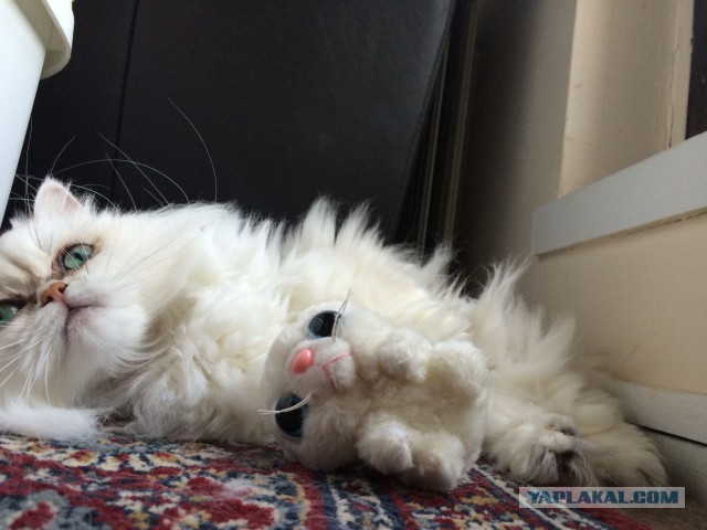 Котовторник
