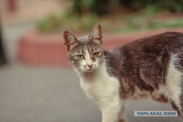 Котовторник 18.08.2015