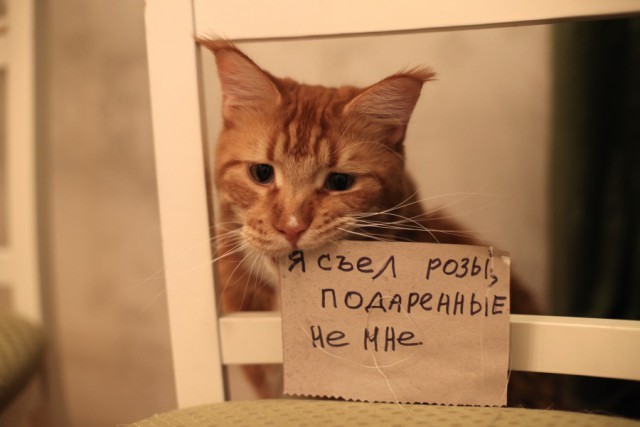 Кто съел сметану?