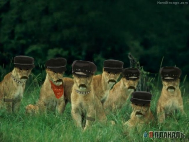 ДИКИЕ КОШКИ