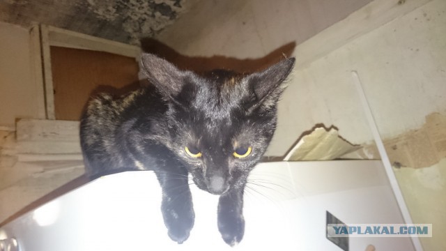 Пост невероятной кошачьей красоты. 25 фот.