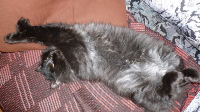 Кошка, которая спит не там (котовторнику посвящается)