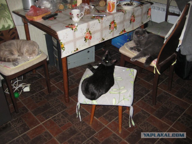 Кот-падоног. Есть у вас такой?
