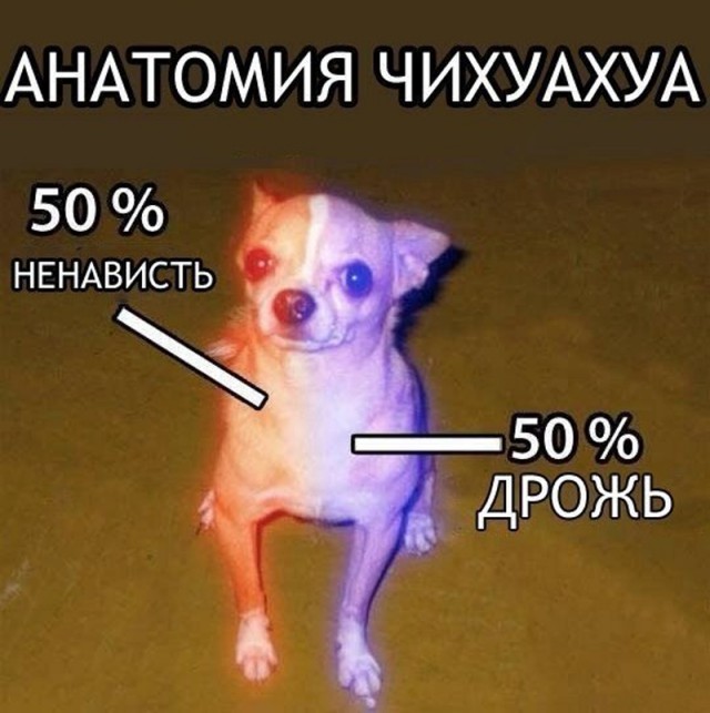 Он же ребенок, убери свою собаку, овца!