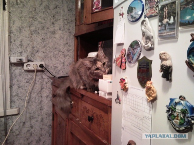 Выглядывающие коты