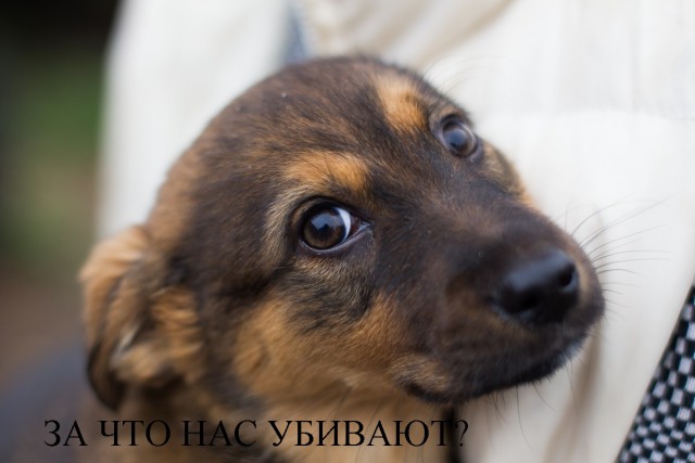Живодерки из Хабаровска