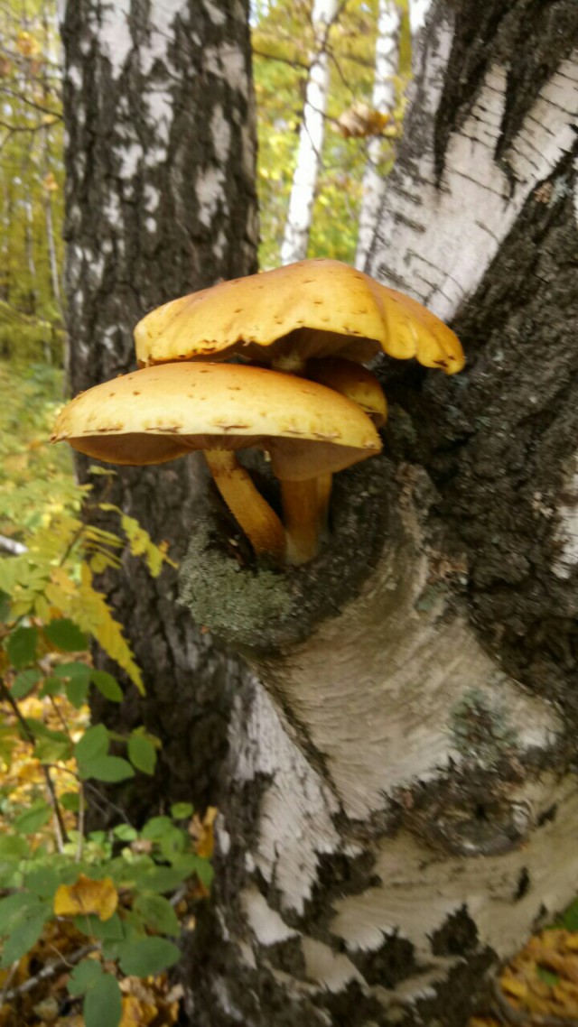 Грибные страдания.