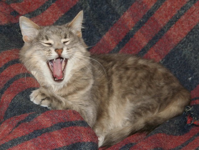 Коты из сети