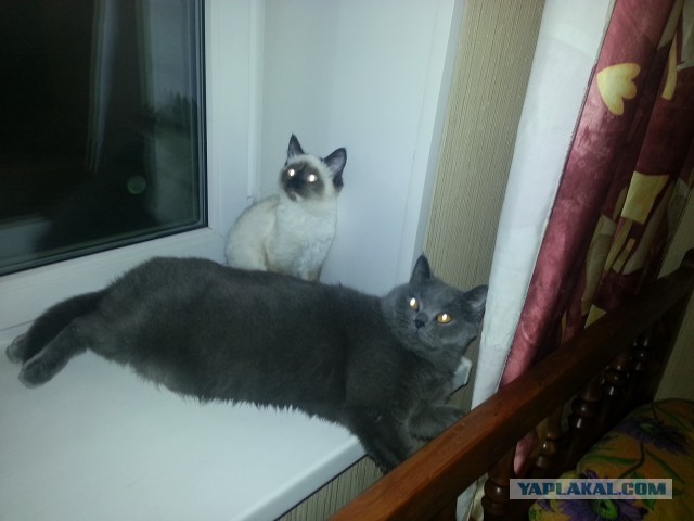 Котовтоник 29.11.2016.