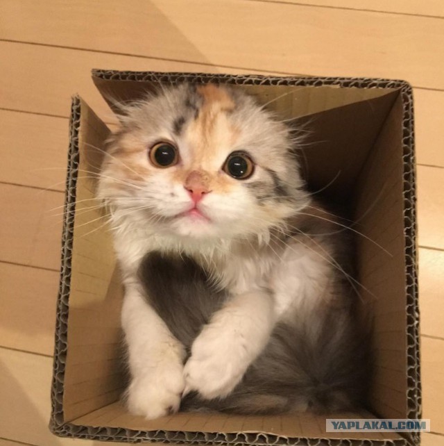 Коробочные коты или кошачий склад