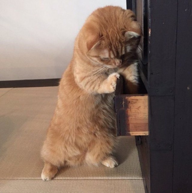 Коты и Кошки