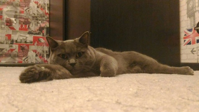 Коты и Кошки
