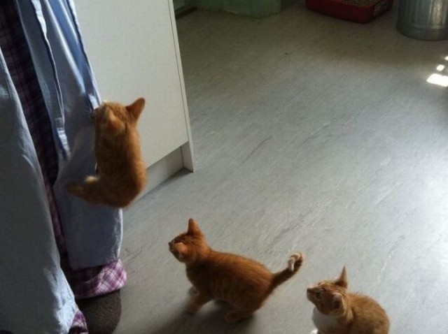 Коты и Кошки
