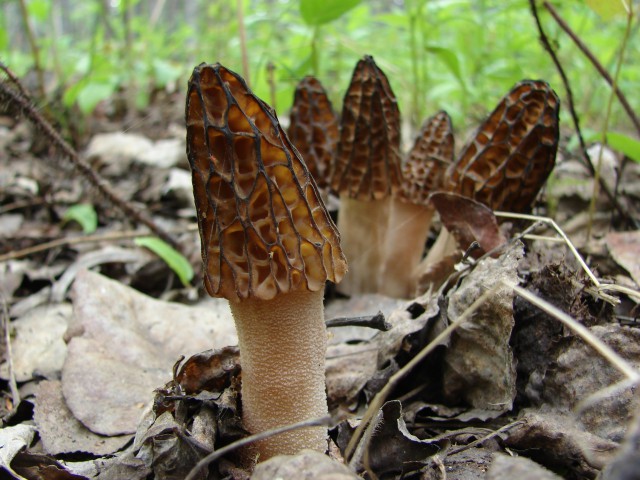 За грибами в весенний лес.